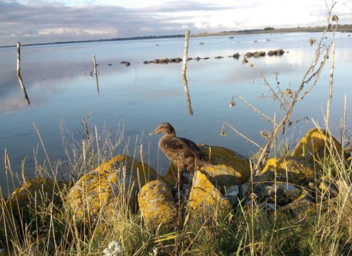 Eskils er rig p natur og histo